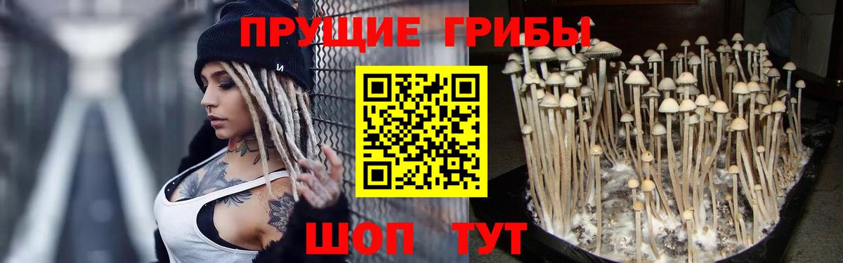 Аргун  Псилоцибиновые грибы Cubensis  Вход с VPN 